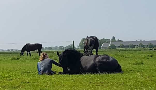Mens en paard in verbinding